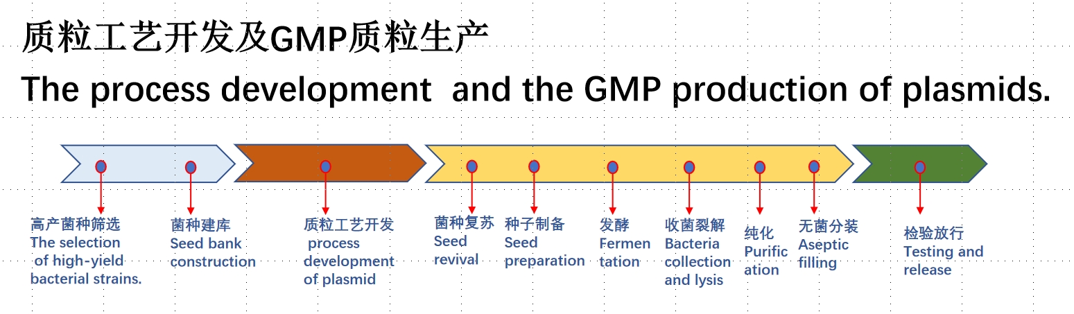 质粒开发和生产.png