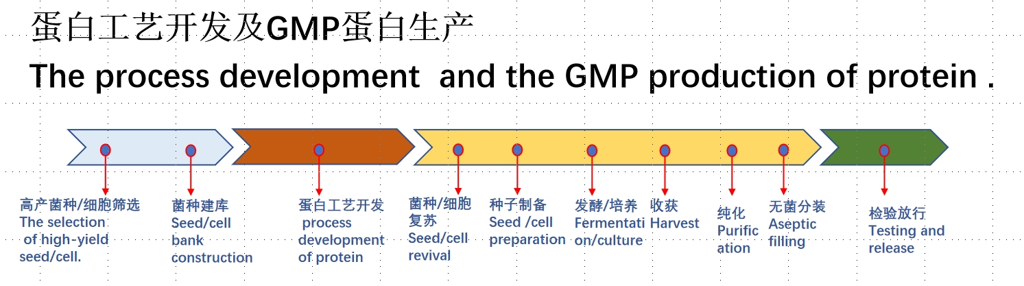 蛋白生产.png